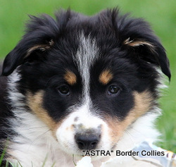 Tricolour Female, Medium to Rough coated, Border collie puppy